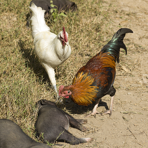 Pigs and rooster in farm, Ban Gnoyhai, Luang Prabang, Laos