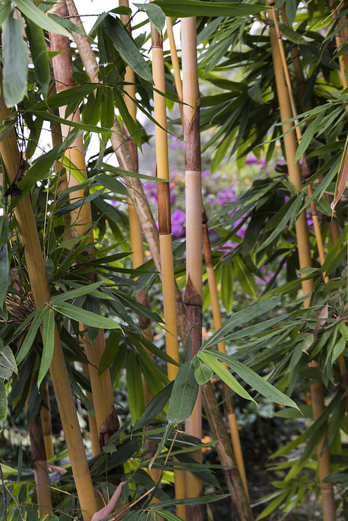 Close-up of bamboo plants, Oudomxay Province, Laos