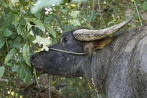 Close-up of buffalo eating leaves, Kamu Lodge, Ban Gnoyhai, Luang Prabang, Laos