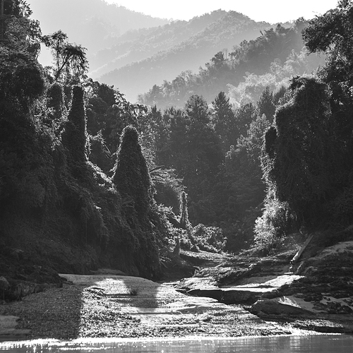 Trees in forest at riverside, River Mekong, Sainyabuli Province, Laos