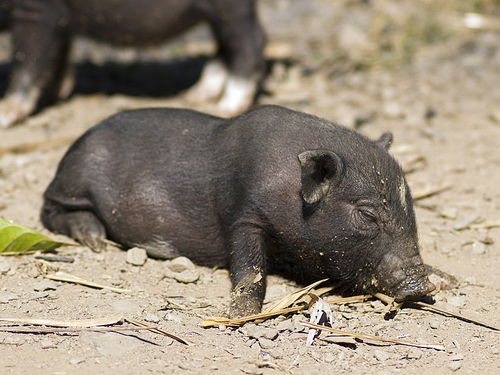 Pig lying on the ground, Ban Gnoyhai, Luang Prabang, Laos