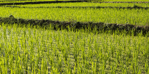 Rice crop growing in field, Kamu Lodge, Ban Gnoyhai, Luang Prabang, Laos