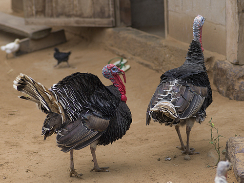 Close-up of turkey birds on a farm, Ban Gnoyhai, Luang Prabang, Laos