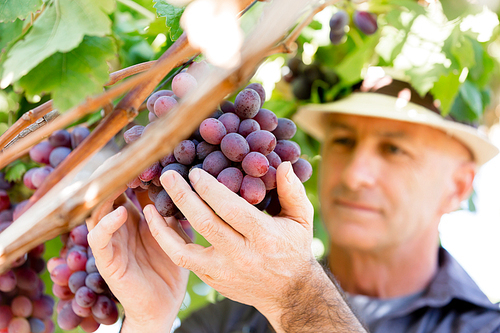 Man wearing hat haversting grape in vineyard