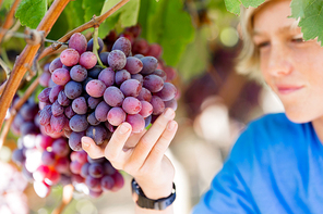 Boy picking grapes in vineyard