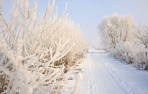 rural road covered with snow, frosted trees