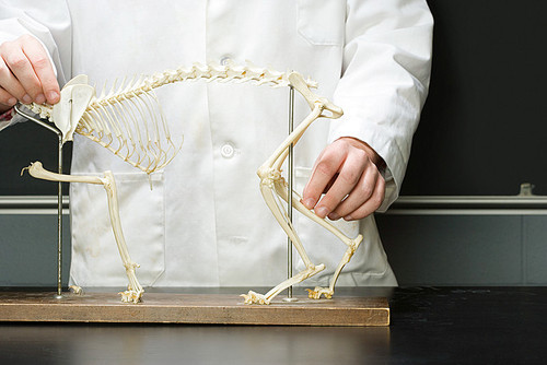 Student stood with animal skeleton