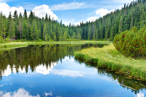 Blue water in a forest lake with pine trees