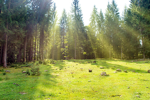 Green lawn in a park with grass and big trees