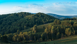 Herd of sheep in the forest and mountains, morning, Siberia, Russia