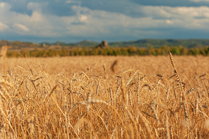 wheat field in mountains on