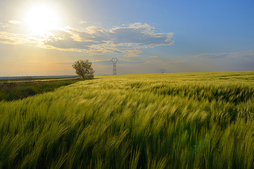 Beautiful sunset over green rye field