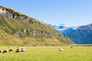 Natural landscape of New Zealand alps and meadows