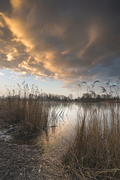 Beautiful vibrant Winter sunrise over reeds on lake in Cotswolds in England