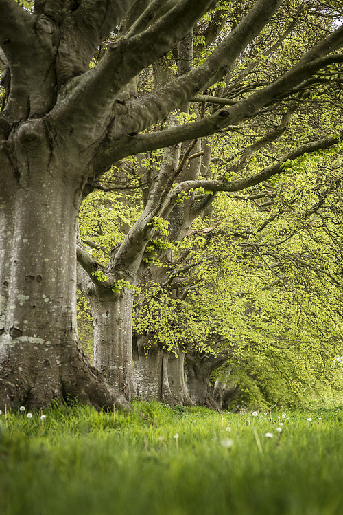 Shallow depth of field landscape of beech tree avenue in English landscape