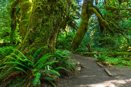 Fabulous rain forest in Olympic National Park, Washington, USA. Trees covered with thick layer of moss.