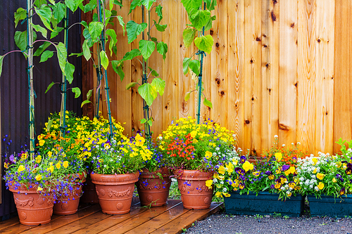 Beautiful flowers in the garden