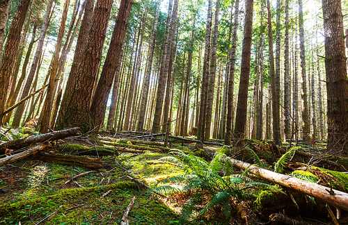 Rain forest in Vancouver island, British Columbia, Canada