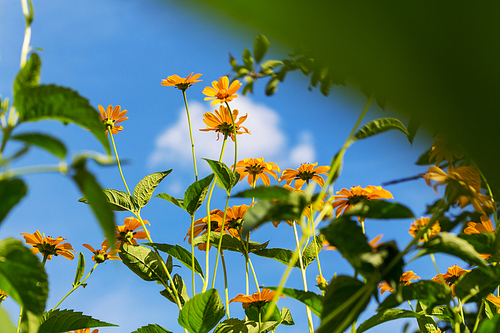 Close-up shot of the beautiful flowers. Suitable for floral background.