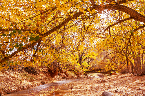 The forest creek in autumn