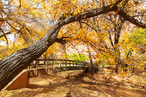 Amazing wooden bridge in the autumn forest