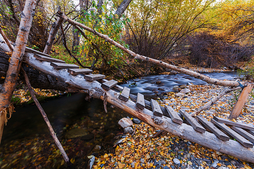 The forest creek in autumn