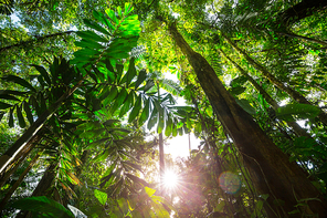 Misty Rainforest in  Costa Rica,  Central America
