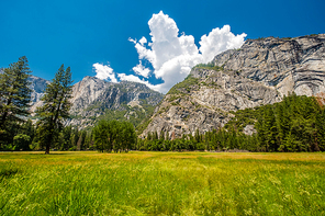 Meadow in Yosemite National Park Valley. California, USA.