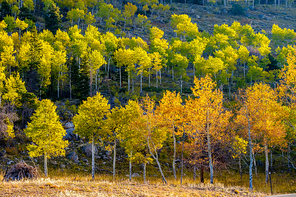 Aspen grove at autumn in Rocky Mountain National Park. Colorado, USA.
