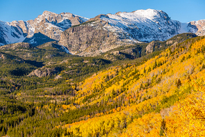 Aspen grove at autumn. Rocky Mountain National Park. Colorado, USA.
