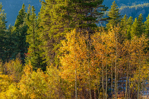 Season changing, first snow and autumn trees in Colorado, USA.