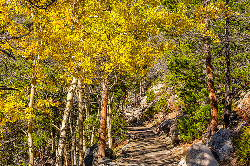 Aspen grove at autumn in Rocky Mountain National Park. Colorado, USA.