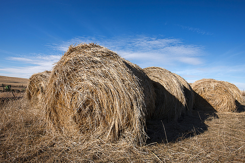 Large round hay bales sit under a clear blue sky near Davenport, Washington.
