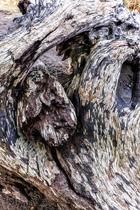 Abstract image of an old weathered tree stump in northern Oregon.