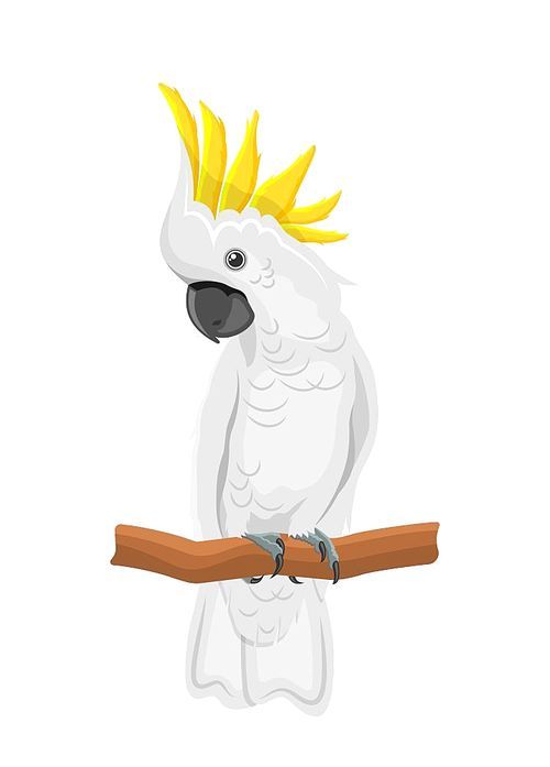 white cockatoo parrot on branch, exotic bird with crest isolated on white  - illustration vector