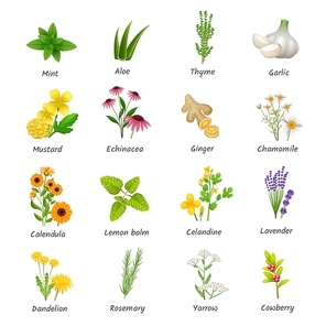 Healing herbs and medicinal plants flat icons collection with ginger chamomile and garlic abstract isolated vector illustration