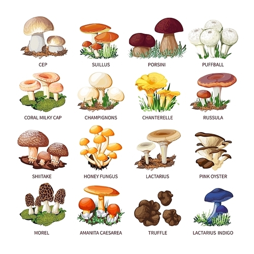 Colorful forest wild collection of assorted edible mushrooms and toadstools with names in cartoon style isolated vector illustration