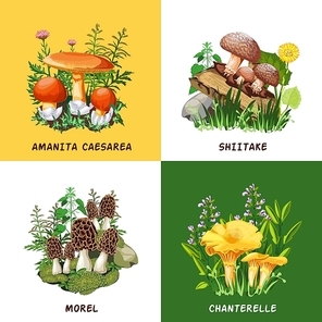 Wild mushrooms 2x2 design concept set of shiitake chanterelle morel and amanita caesarea  compositions flat vector illustration