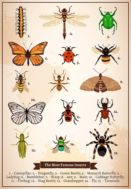 Vintage book page poster with set of different most famous insects drawn in doodle style vector illustration