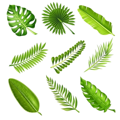 Collection of green decorative elements in realistic style showing different shapes of tropical palm tree branches on white  isolated vector illustration
