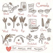 Set drawings of cereals for design menus, recipes and packing. Flakes, groats, porridge, muesli, cornflakes, oat, rye, wheat, barley, millet, buckwheat, rice, corn. Vector illustration.