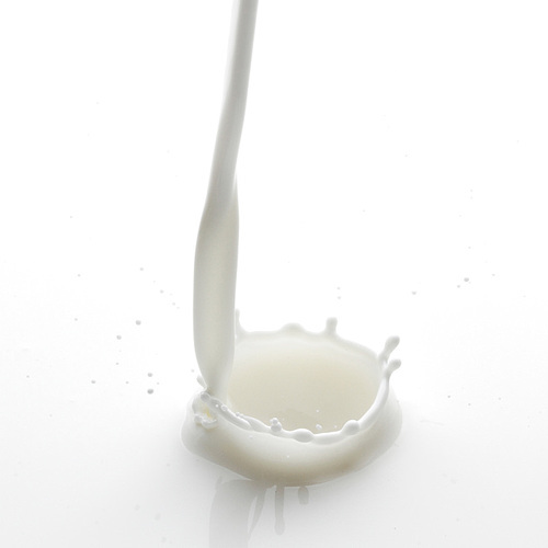 Pouring milk splash isolated on white macro