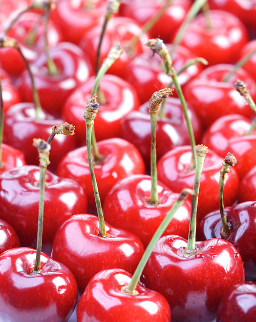 Studio shot of cherries - background