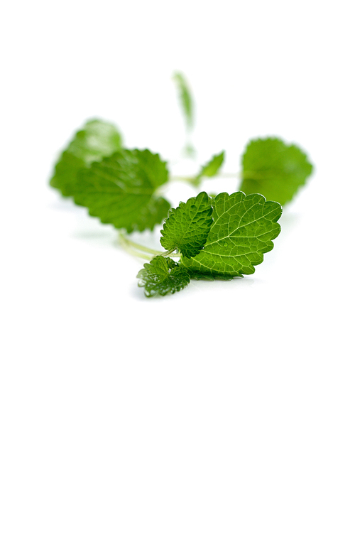 Close up of mint on white background