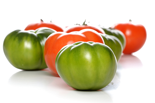 Studio shot of tomatoes on white background