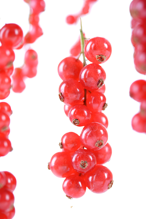 Studio shot of redcurrants on white background