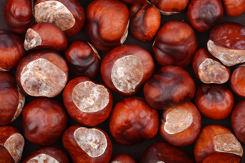 Chestnut on wooden background - studio shot