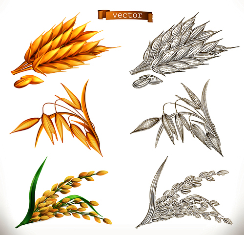 Ears of wheat, oats, rice. 3d realism and engraving styles. Vector illustration