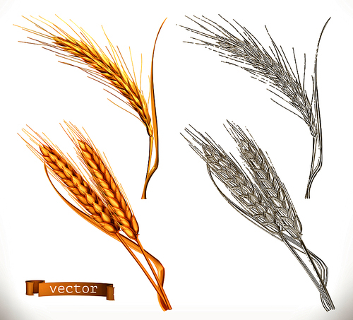 Ears of wheat. 3d realism and engraving styles. Vector illustration