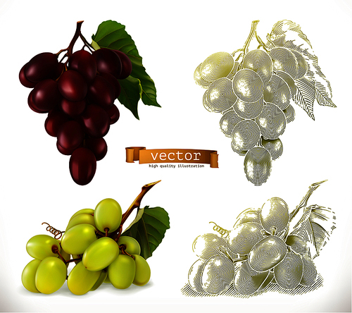 Grapes. 3d realism and engraving styles. Vector illustration